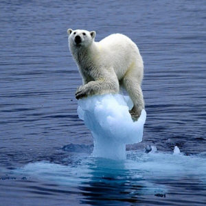 Polar bear on tiny iceberg